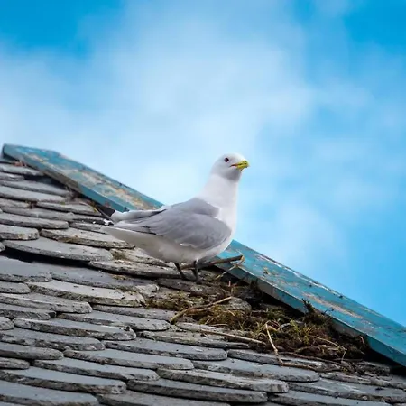 Explorers Lofoten Edge